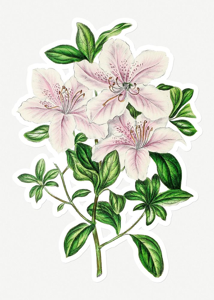 Hand drawn white and pink azaleas flower sticker with a white border