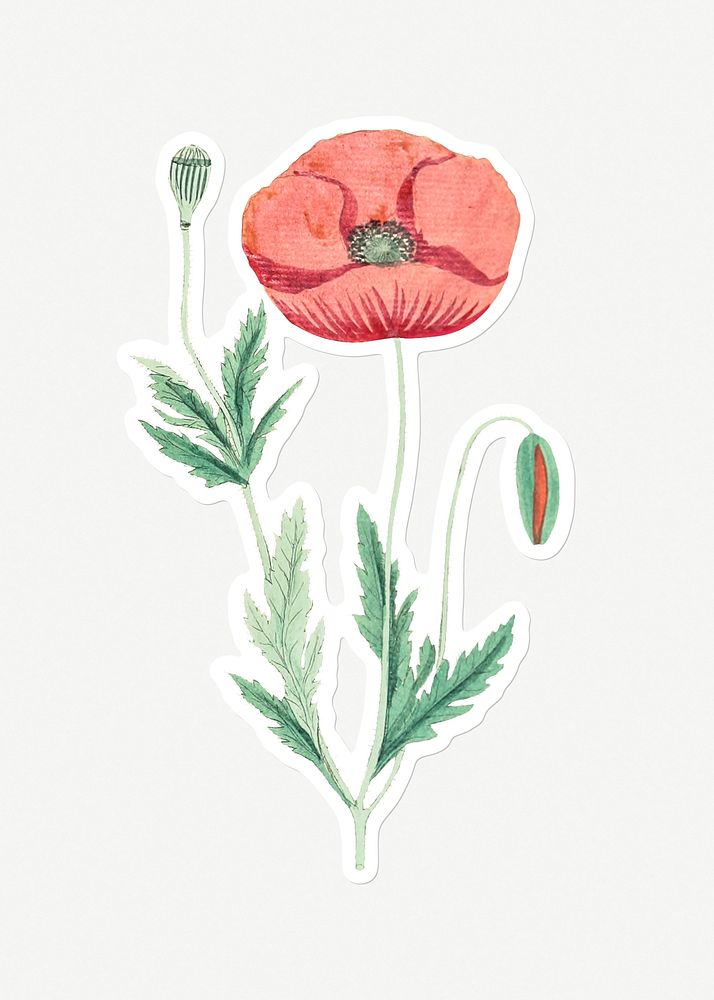 Hand drawn red poppy flower sticker with a white border
