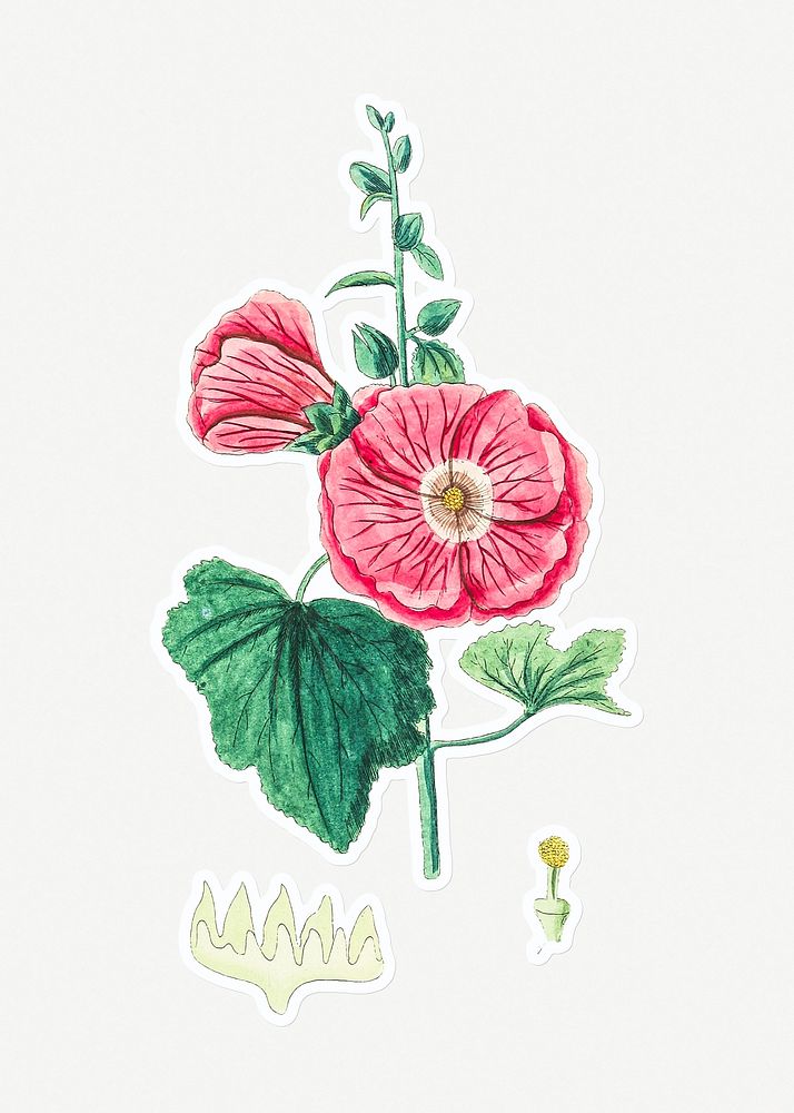 Hand drawn red hollyhock flower sticker with a white border