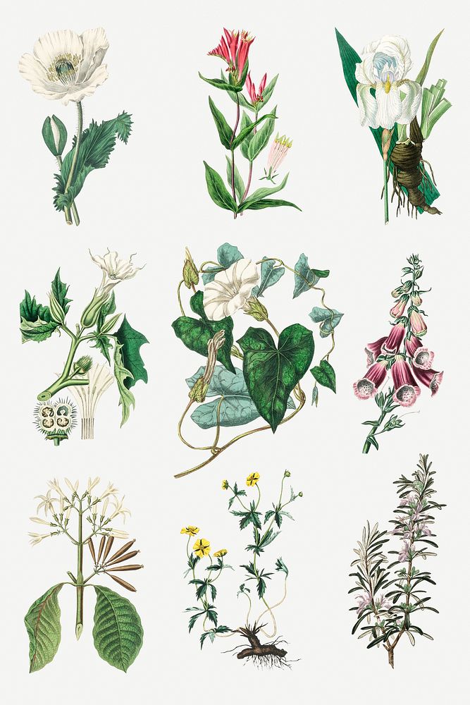 Botanical plant set vintage illustration