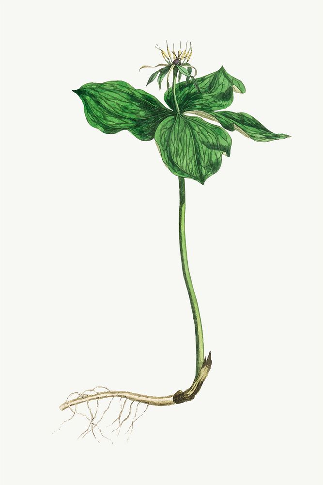 Vector botanical Paris quadrifolia plant illustration