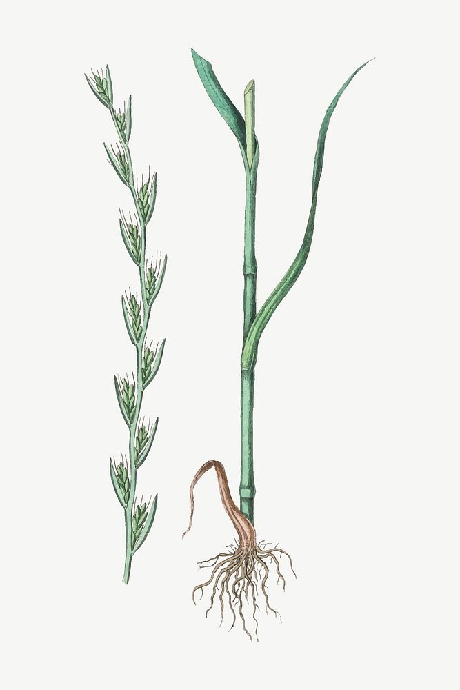 Vector botanical darnel plant illustrations