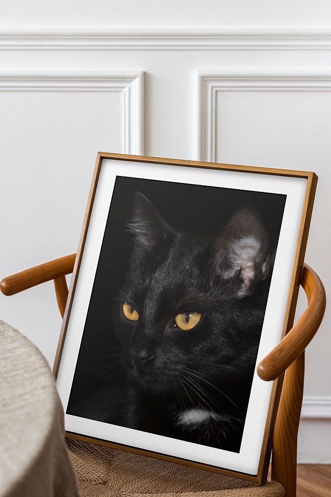 Framed black cat photo, home decor