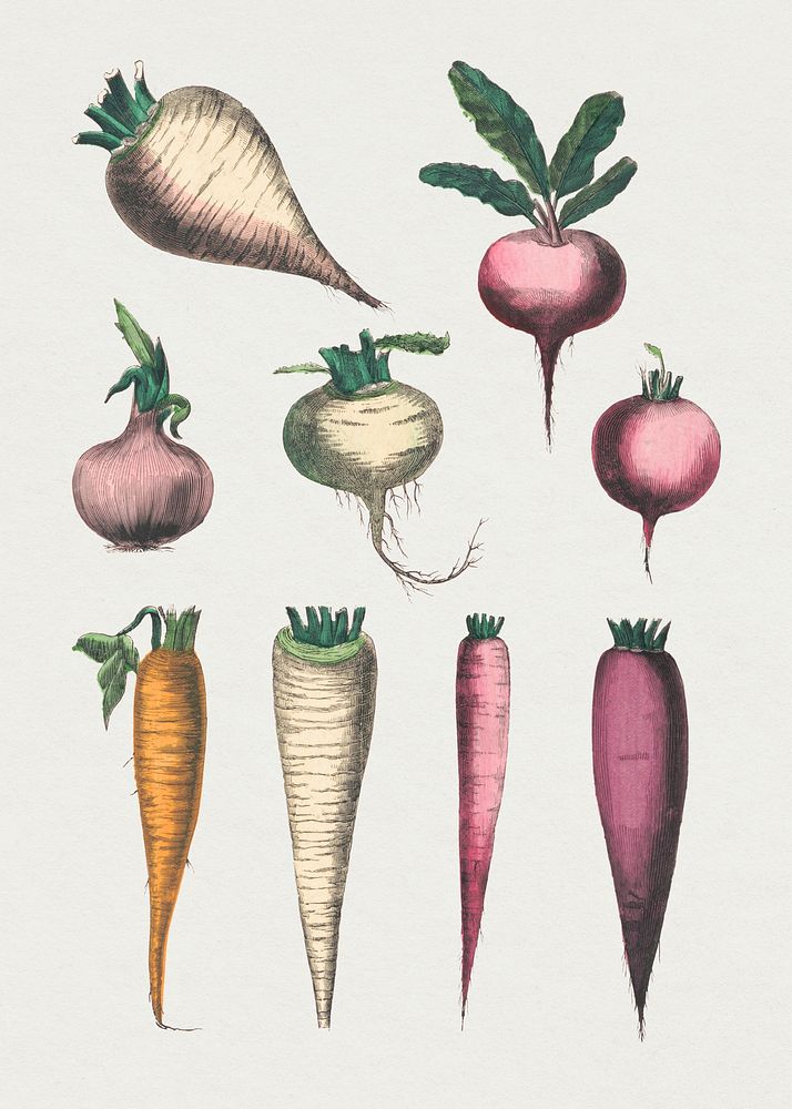 Root vegetable psd set, remix from artworks by by Marcius Willson and N.A. Calkins