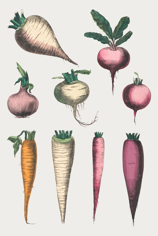 Root vegetable vector set, remix from artworks by by Marcius Willson and N.A. Calkins