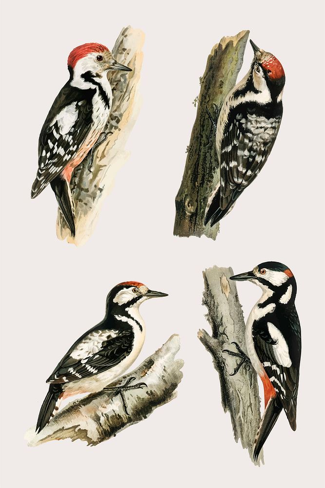 Vector mixed woodpecker birds hand drawn set