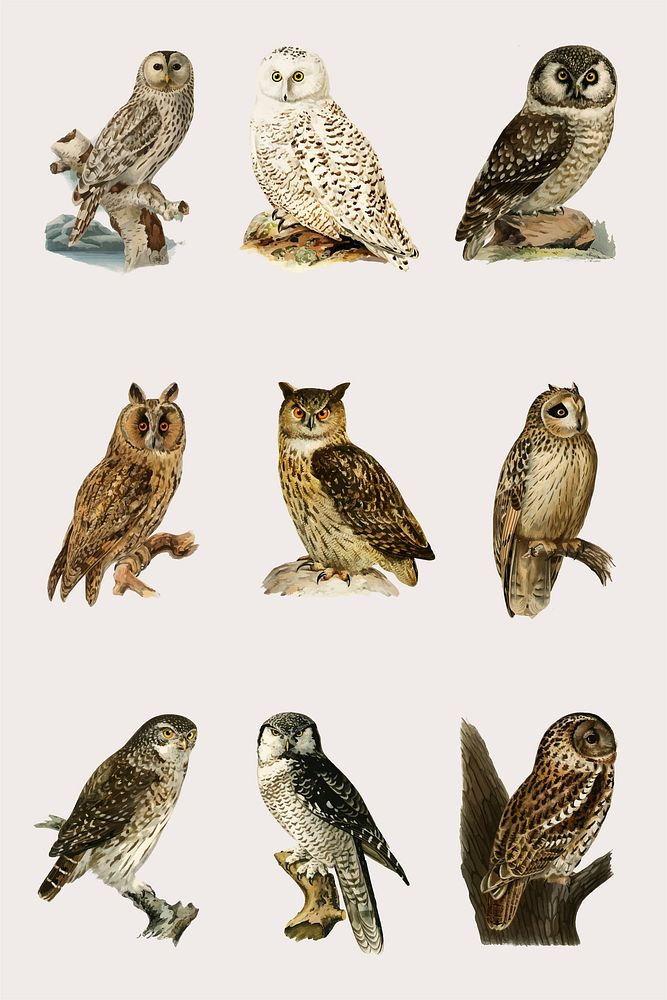 Vector mixed birds and owls hand drawn set