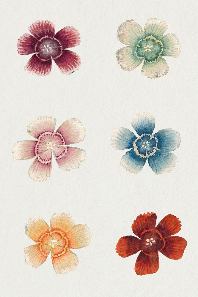 Vintage Sweet William flower psd, remix from artworks by Zhang Ruoai