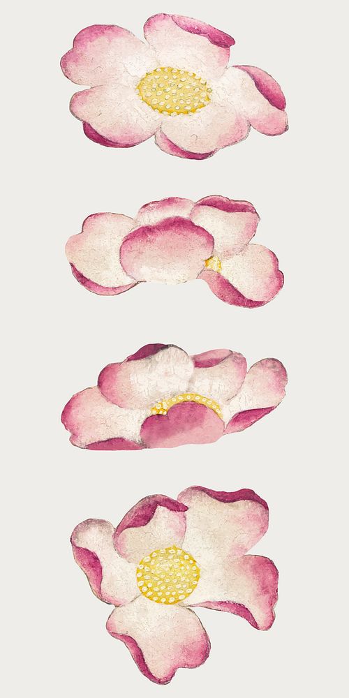 Pink mallow flower vector design motif/ set, remix from artworks by Zhang Ruoai