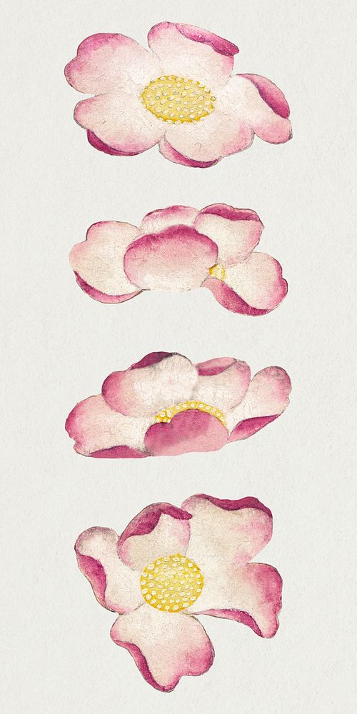 Chinese mallow flower psd set, remix from artworks by Zhang Ruoai