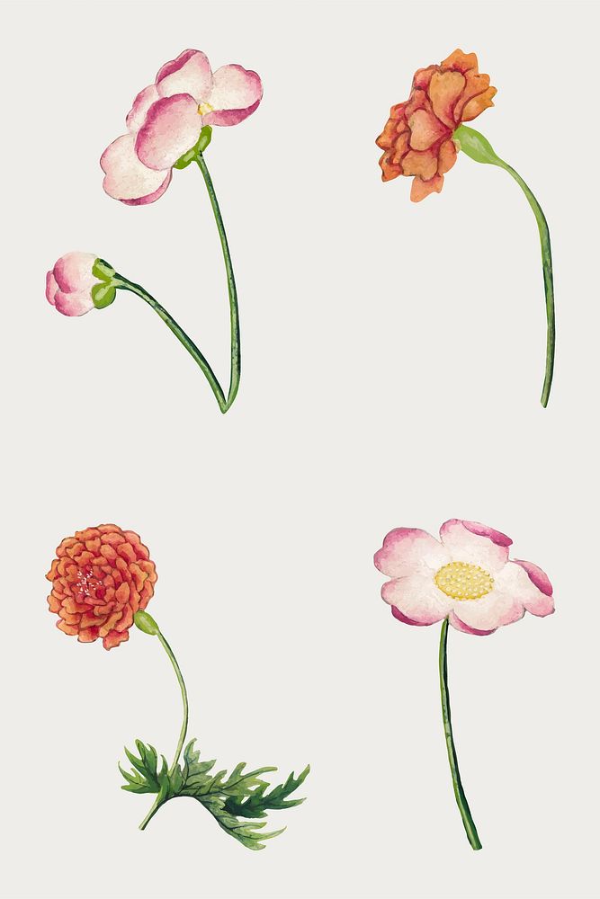 Vintage Chinese flower vector mallow and peony set, remix from artworks by Zhang Ruoai