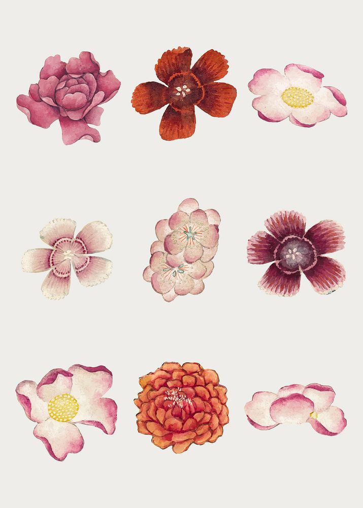 Chinese pink flower vector set, remix from artworks by Zhang Ruoai