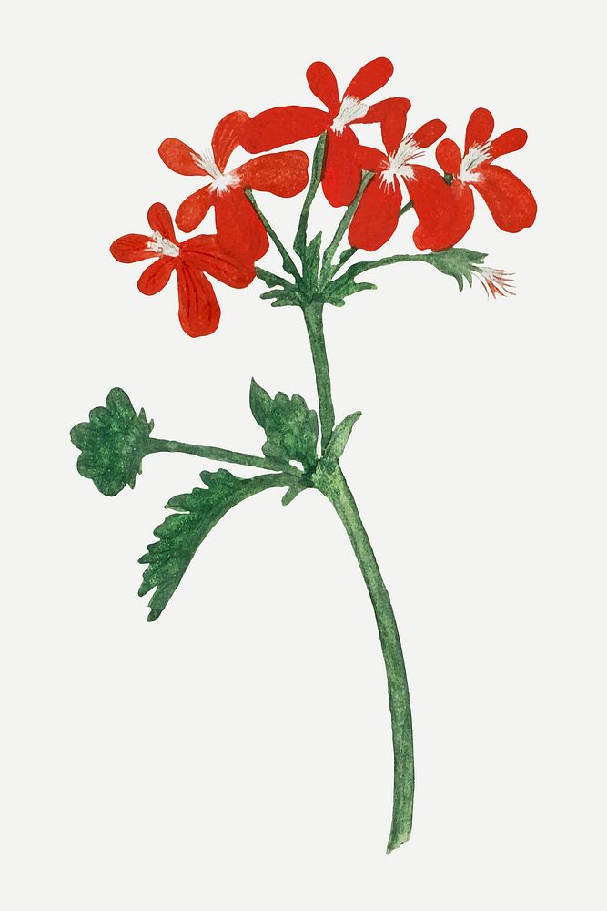 Pelargonium fulgidum vector vintage flower illustration set, remixed from the artworks by Robert Jacob Gordon