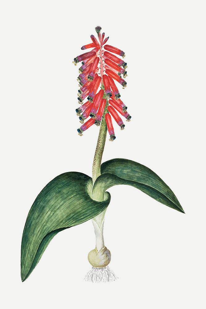 Lachenalia bulbifera vector vintage flower illustration set, remixed from the artworks by Robert Jacob Gordon