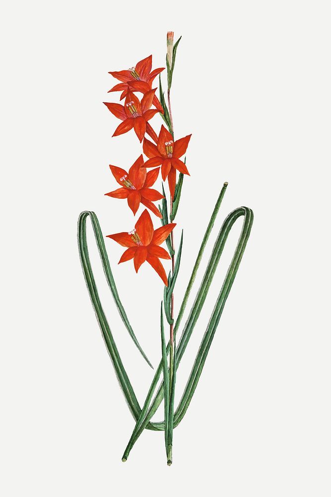Watsonia hysterantha vector vintage flower illustration set, remixed from the artworks by Robert Jacob Gordon