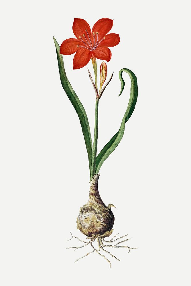 Fire lily vector vintage flower illustration set, remixed from the artworks by Robert Jacob Gordon