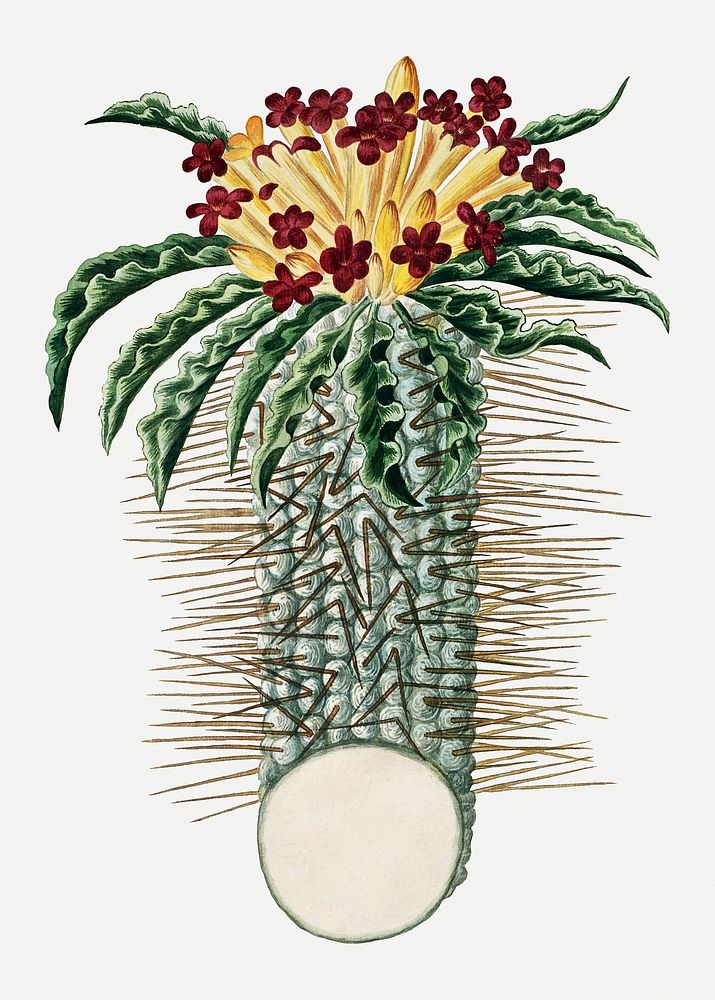 Pachypodium namaquanum illustration classic colored drawing, remixed from the artworks from Robert Jacob Gordon