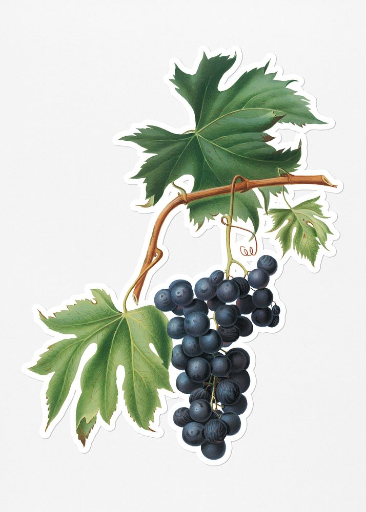 Hand drawn bunch of Brachetto grapes sticker with a white border