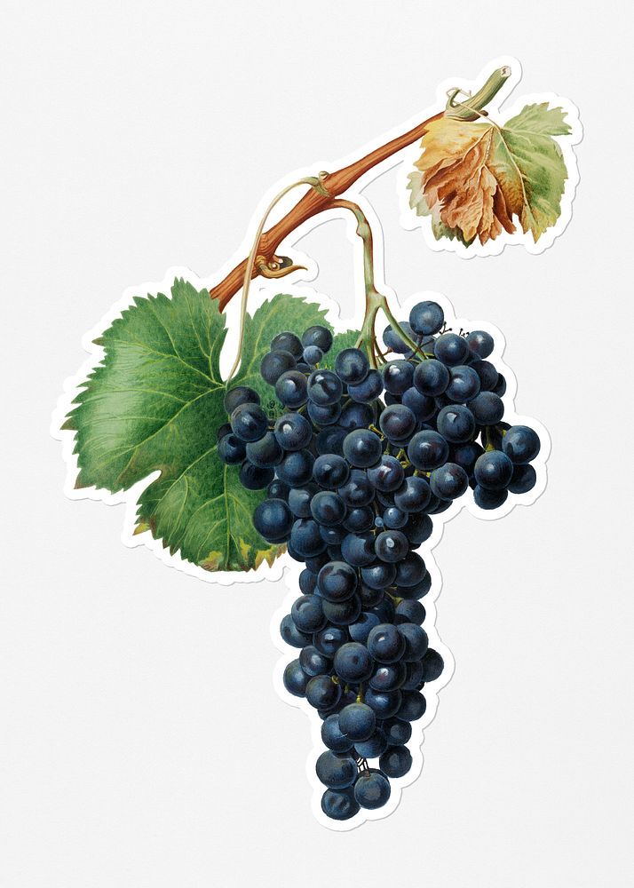 Hand drawn bunch of black wine grapes sticker with a white border
