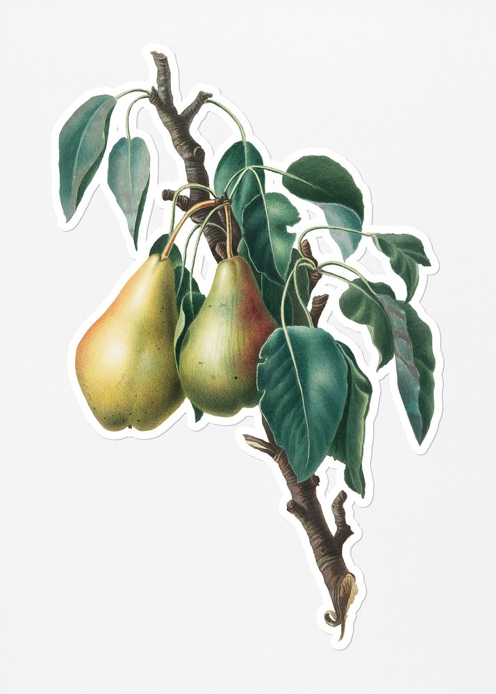 Hand drawn lemon pear fruit sticker with a white border