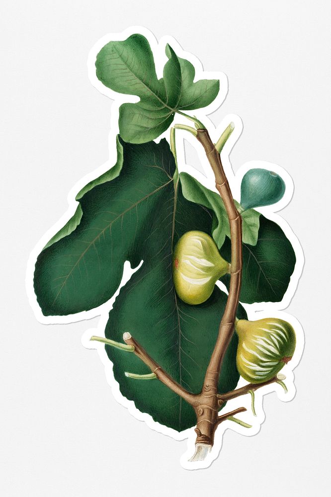 Hand drawn white-peel fig fruit sticker with a white border
