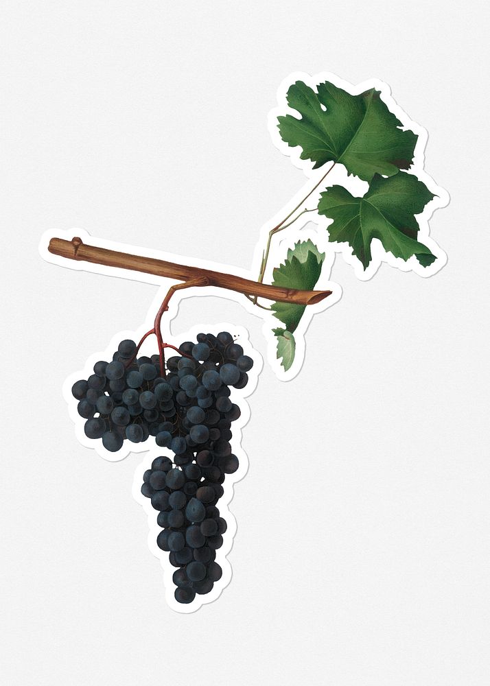 Hand drawn bunch of Dolcetto wine grapes sticker with a white border