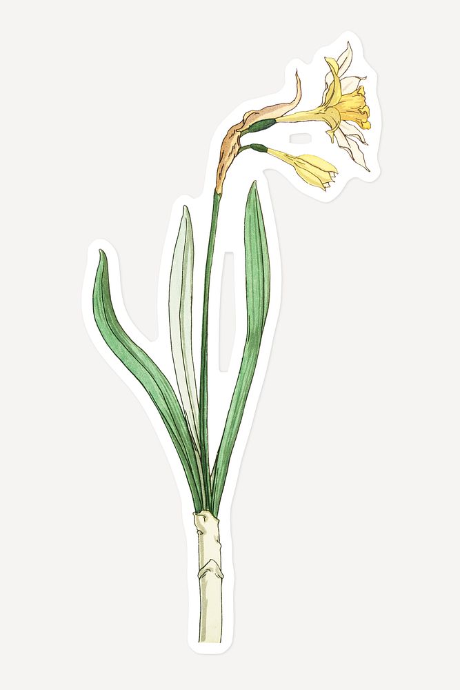 Vintage jonquil flower sticker with white border design element