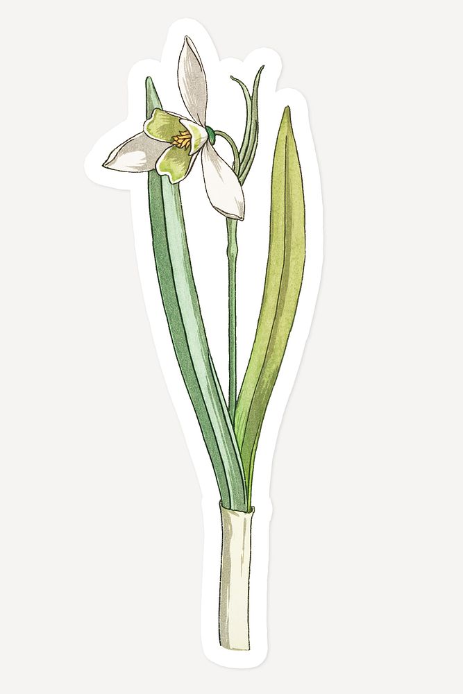 Vintage snowdrops flower sticker with white border design element