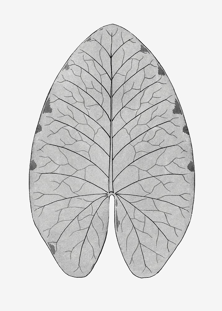 Black and white water lily leaf design element