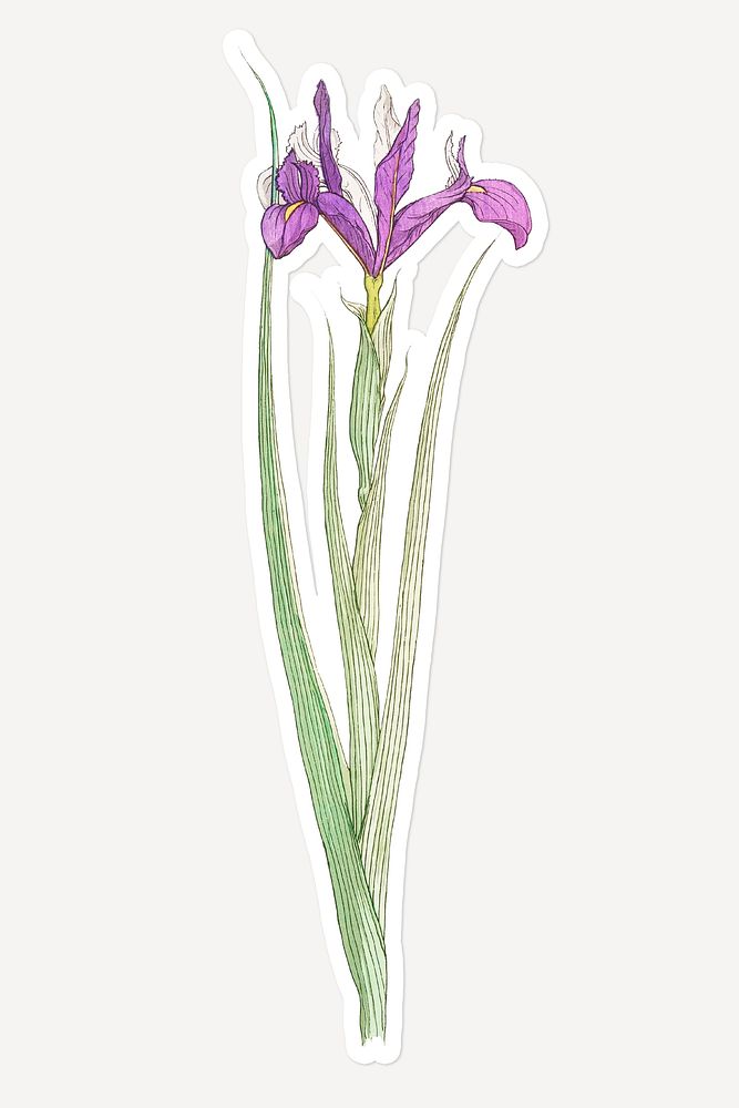 Vintage iris flower sticker with white border design resour