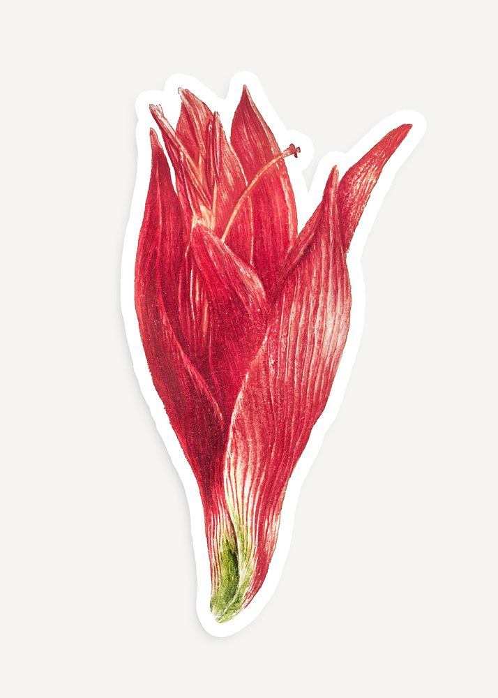 Blooming amaryllis sticker with white border design element