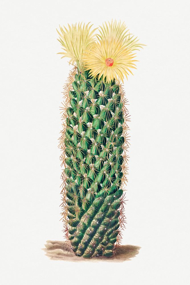 Vintage hedgehog cactus design element