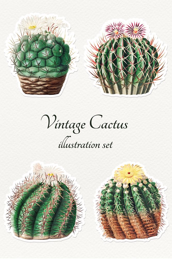 Vintage cactus sticker collection