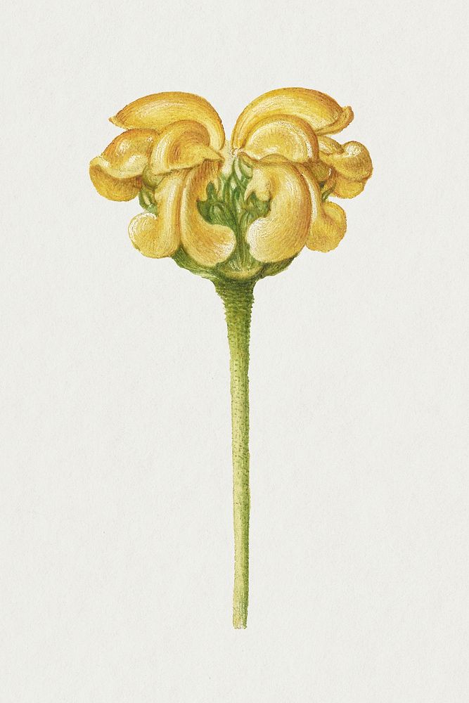 Yellow Jerusalem sage flower psd botanical illustration