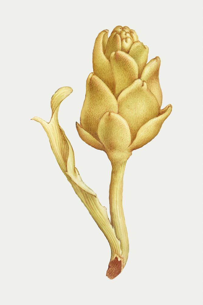 Yellow artichoke hand drawn vector