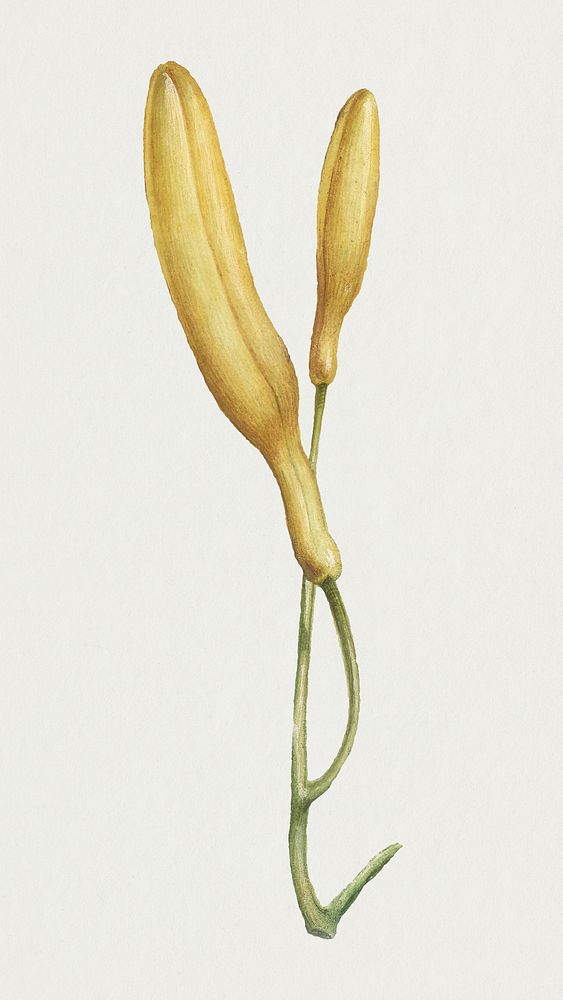 Vintage yellow Spanish Broom flowers illustration