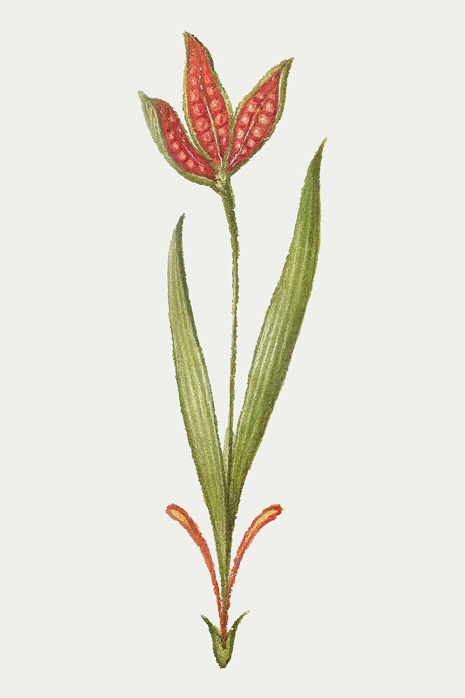 Vintage ribwort plantain blooming illustration vector sticker