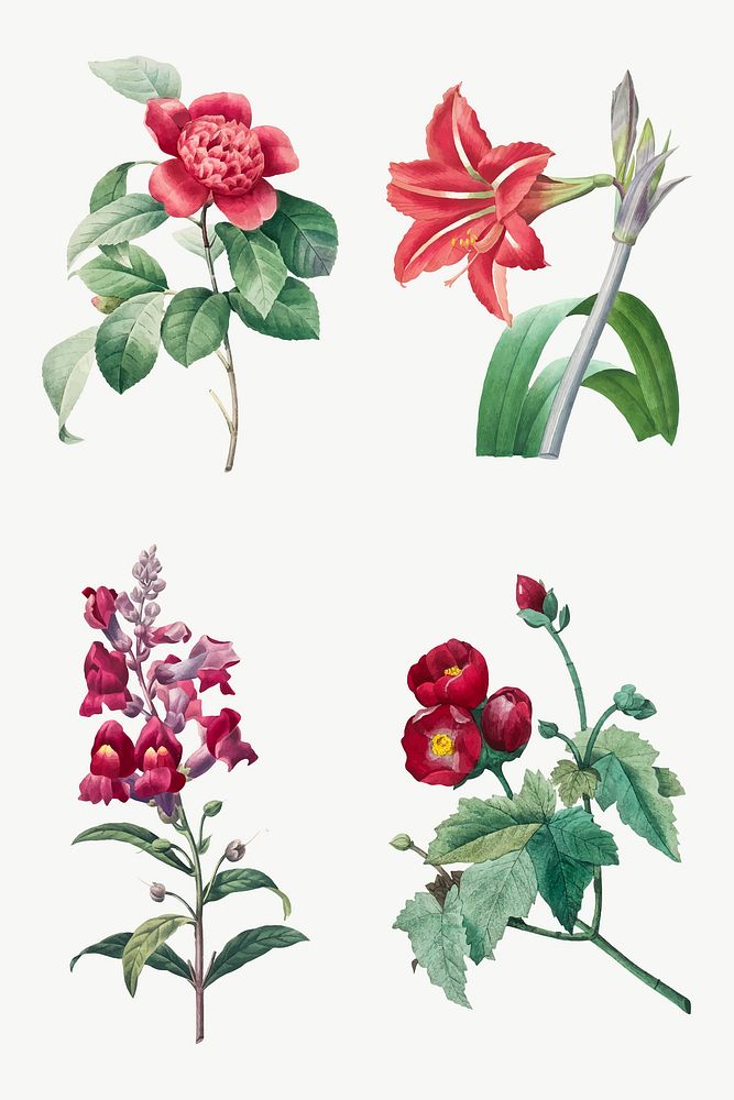 Botanical red flower vector art print set, remixed from artworks by Pierre-Joseph Redout&eacute;