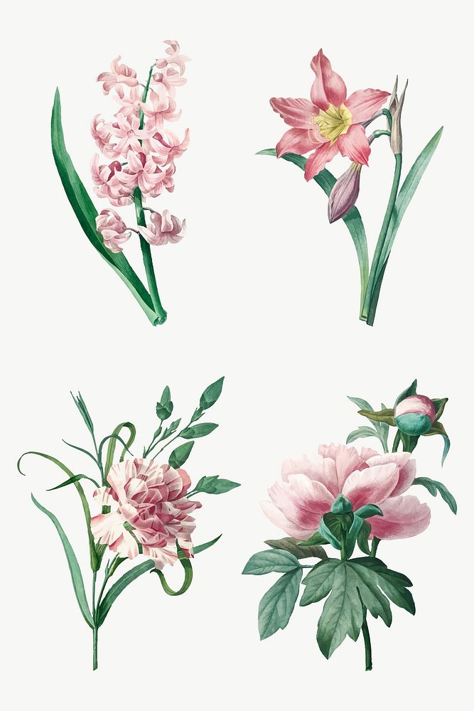 Pink flower vector botanical art print set, remixed from artworks by Pierre-Joseph Redout&eacute;