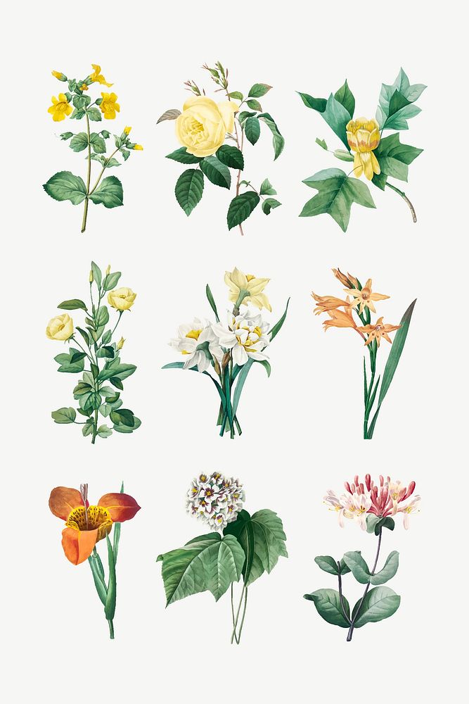 Flower botanical vector art print set, remixed from artworks by Pierre-Joseph Redout&eacute;