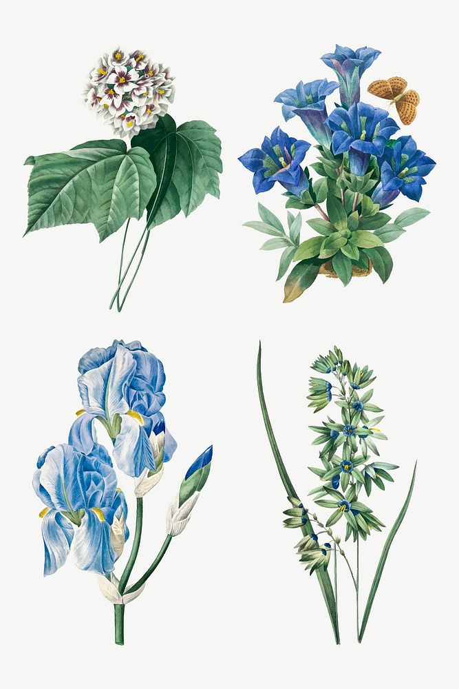 Vintage blue flower vector botanical art print set, remixed from artworks by Pierre-Joseph Redout&eacute;