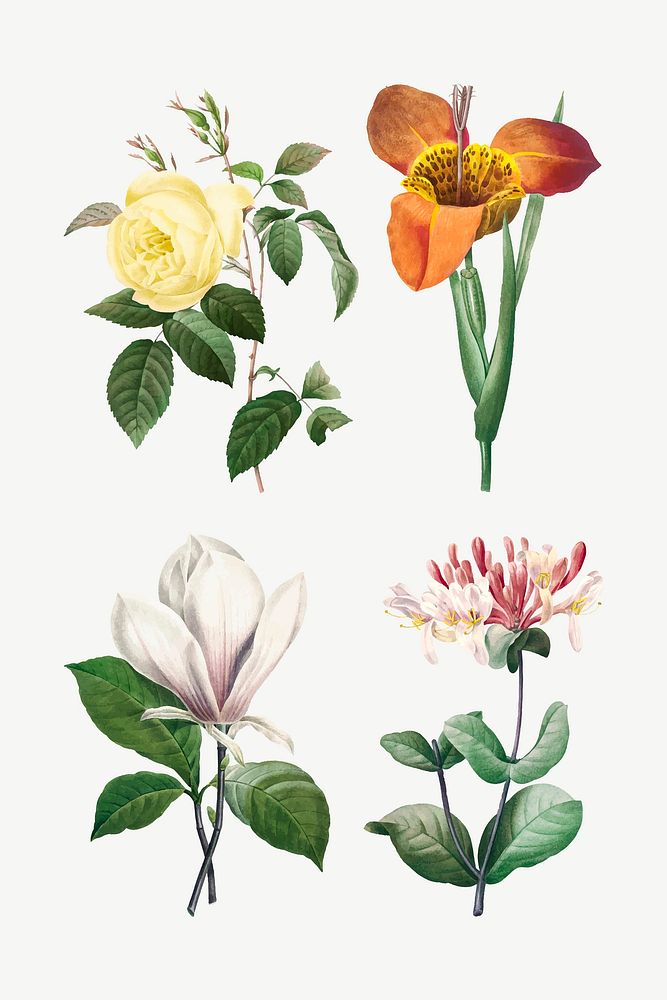 Botanical flower vector illustration set remixed from artworks by Pierre-Joseph Redout&eacute;