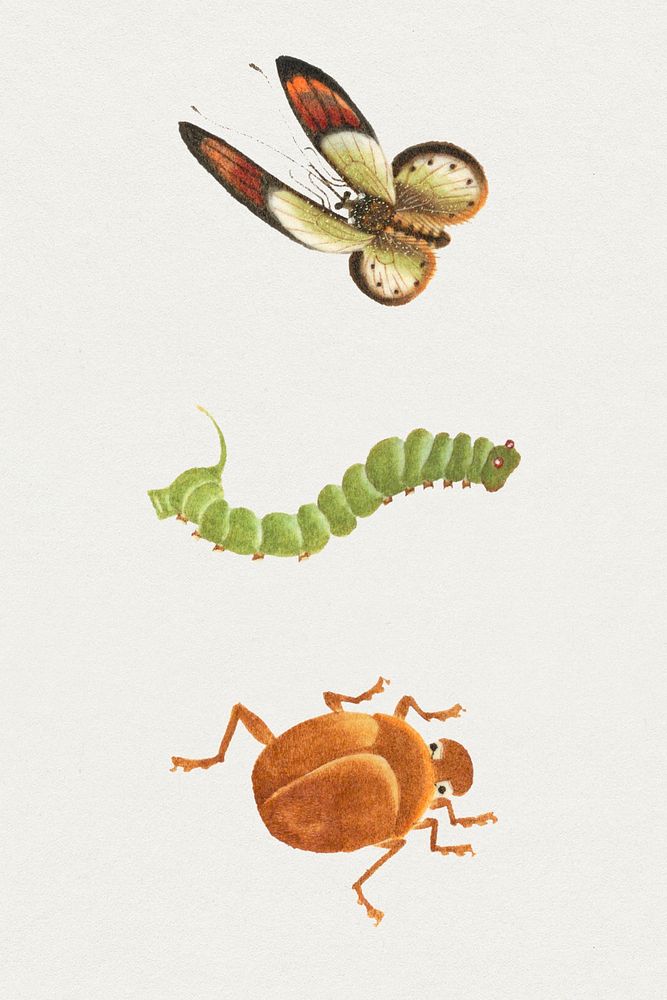 Psd butterfly, caterpillar and bug psd vintage illustration