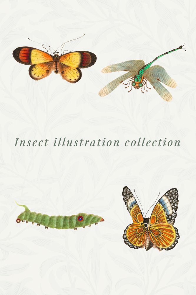 Various insect vintage illustration collection