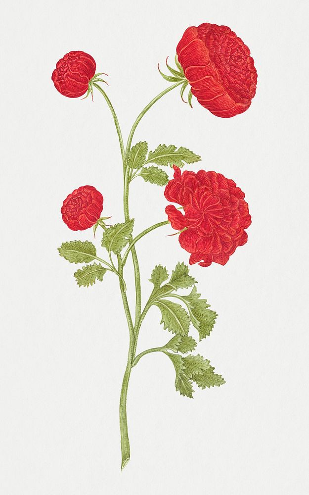 Red roses, remixed from the 18th-century artworks from the Smithsonian archive.