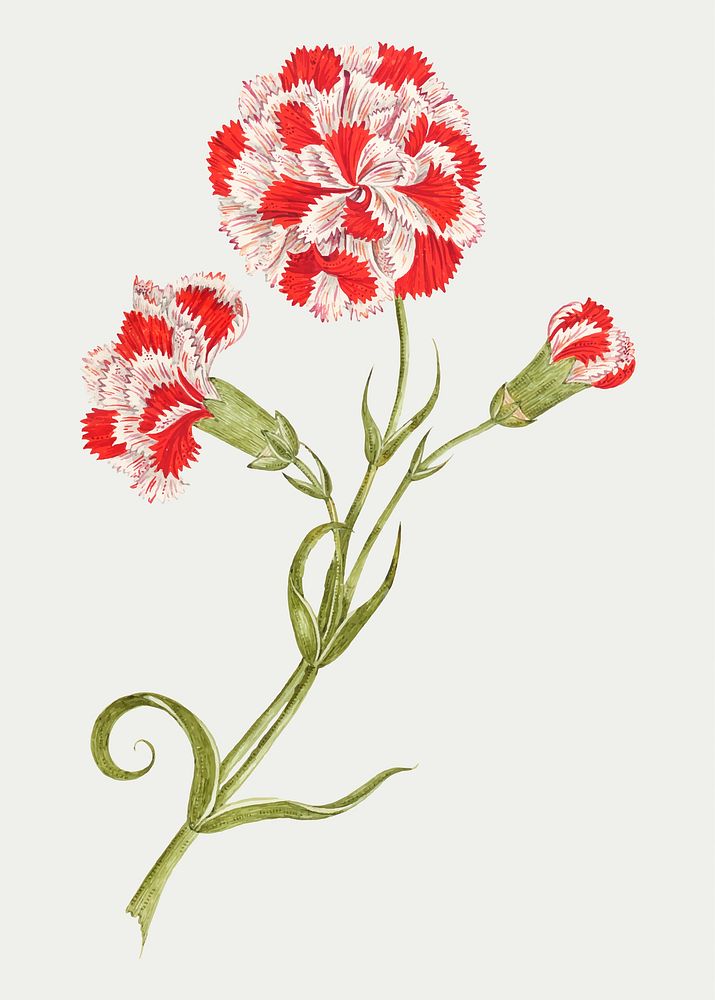 Red and white carnations vector, remixed from the 18th-century artworks from the Smithsonian archive.