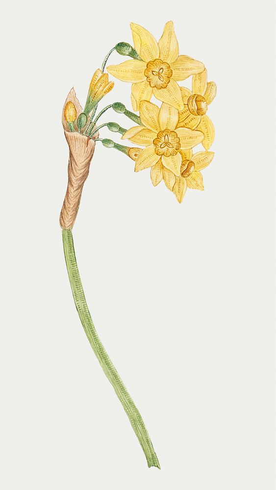 Vintage daffodils vector illustration, remixed from the 18th-century artworks from the Smithsonian archive.