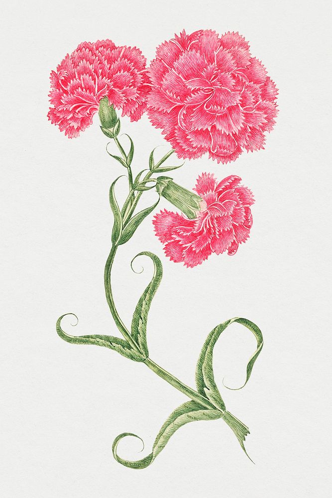 Vintage pink carnations illustration, remixed from the 18th-century artworks from the Smithsonian archive.