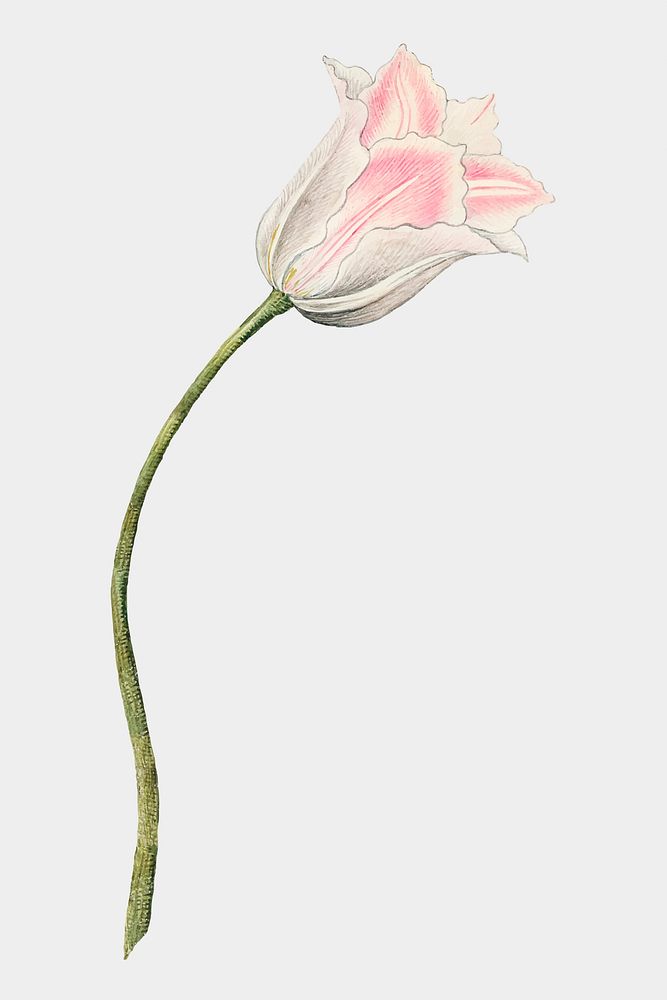 Vintage pink tulip illustration, remixed from the 18th-century artworks from the Smithsonian archive.