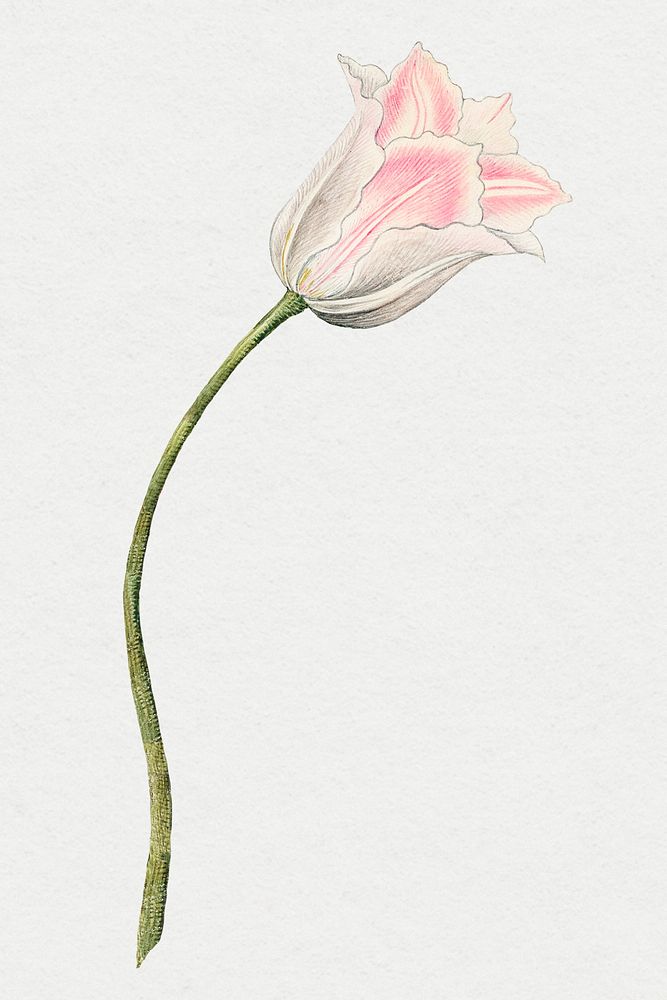 Vintage pink tulip illustration, remixed from the 18th-century artworks from the Smithsonian archive.